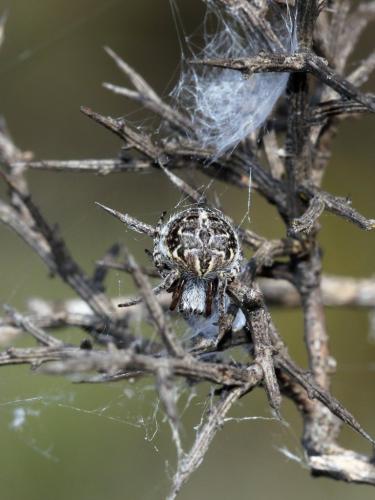 Agalenatea redii